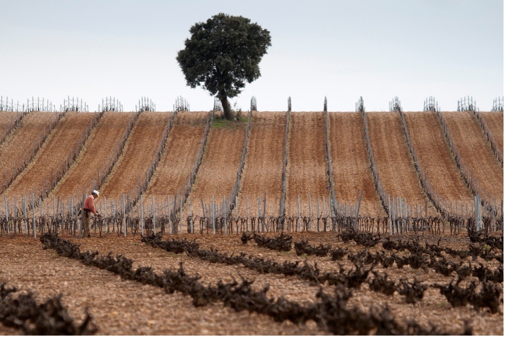 Vineyards of DO Rueda - © ICEX/Juan Manuel Sanz